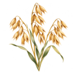 Haferflocken Logo – stilisierte Haferrispen